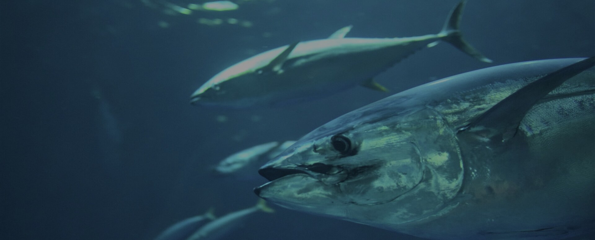 big_game_fishing_istrien