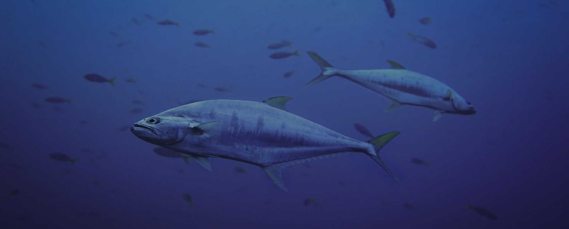 big_game_fishing_istria